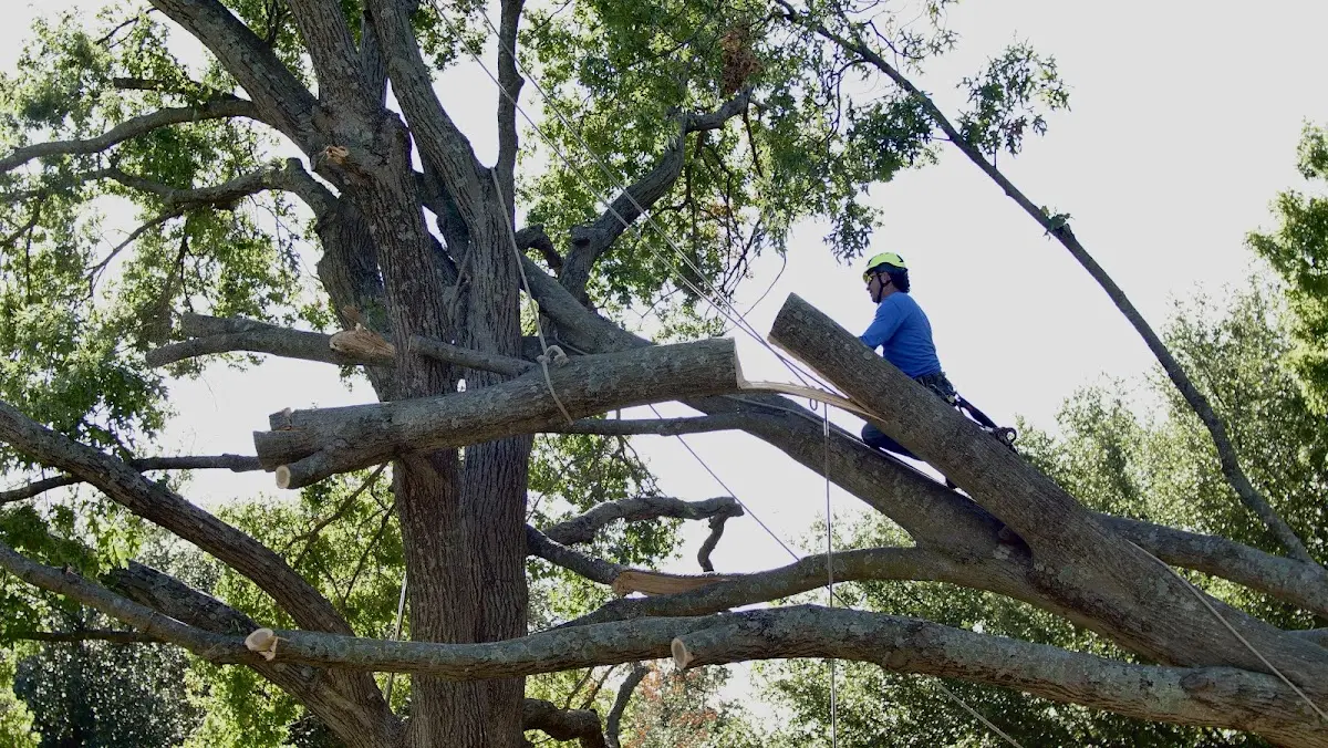 Professional Hazardous Tree Removal performed by certified arborists in Parksville